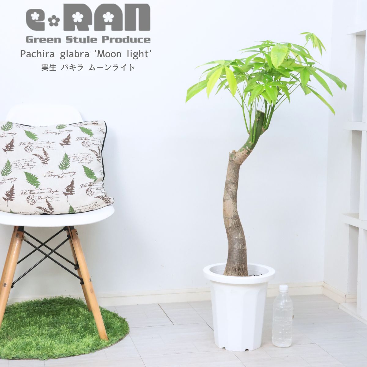 観葉植物 斑入り 実生 パキラ ムーンライト 8号鉢 高さ約105cm前後