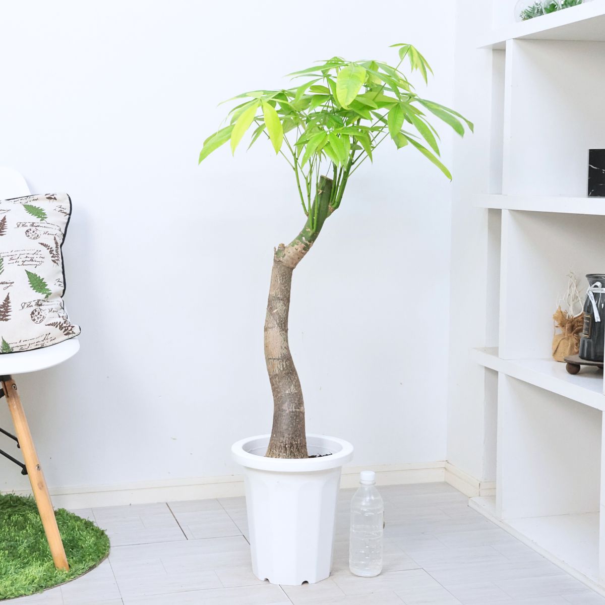 超絶希少 パキラムーンライト 実生 極太幹 極上斑入り 観葉植物 斑入り 実生 パキラ ムーンライト 8号鉢 高さ約105cm前後