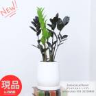 տʪ ߥ륫 쥤 ⤵53cm  4極 ۥ磻ȥХ롼ƫȭ Ѽ դ ڸȯ