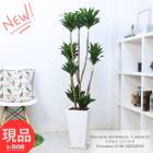 տʪ ɥ饻 ѥ ⤵138cm ƫȭ  9極 Ƥ䤹  դ ޥץ쥼 ڸȯ