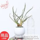  ܥƥ  ȥեĥ ץȥǥ塼 ⤵31cm 3極 ƫȭ  Astrophytum'Caput Medusae' ڸȯ