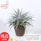   λҳդ ǥå إ֥󥢥ɥإ  ⤵33cm 6ȭ Dyckia 'Heaven and Hell' ץ ڸȯ