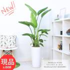 ڸȯ տʪ 緿 ȥ  3Ω ⤵147cm ƫȭ 9極 Х祦 ȥ° 