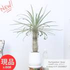 ʪ ѥݥǥ  ⤵71cm ι⤵26cm 6cm åۥ磻ƫȭ 5極  곦 ڸȯ