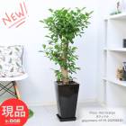 տʪ ﵯɤ ޥ  ⤵119cm ڻΩ ƫȭ 9極 ޤ ޥ  ȭ ڸȯ