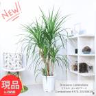 տʪ 緿 ɥ饻 ܥ 10ȭ ⤵170cm ˶ ָ ʡ ʱΰ  ڸȯ