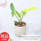 տʪ   եǥɥ Сޥ륯 Хꥨ ⤵41cm åȥݥå 6極 ڸȯ