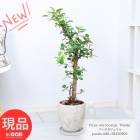 տʪ ͵ ѥޥ ⤵86cm åȥݥå 7極 Ѷʤ  դ ڸȯ