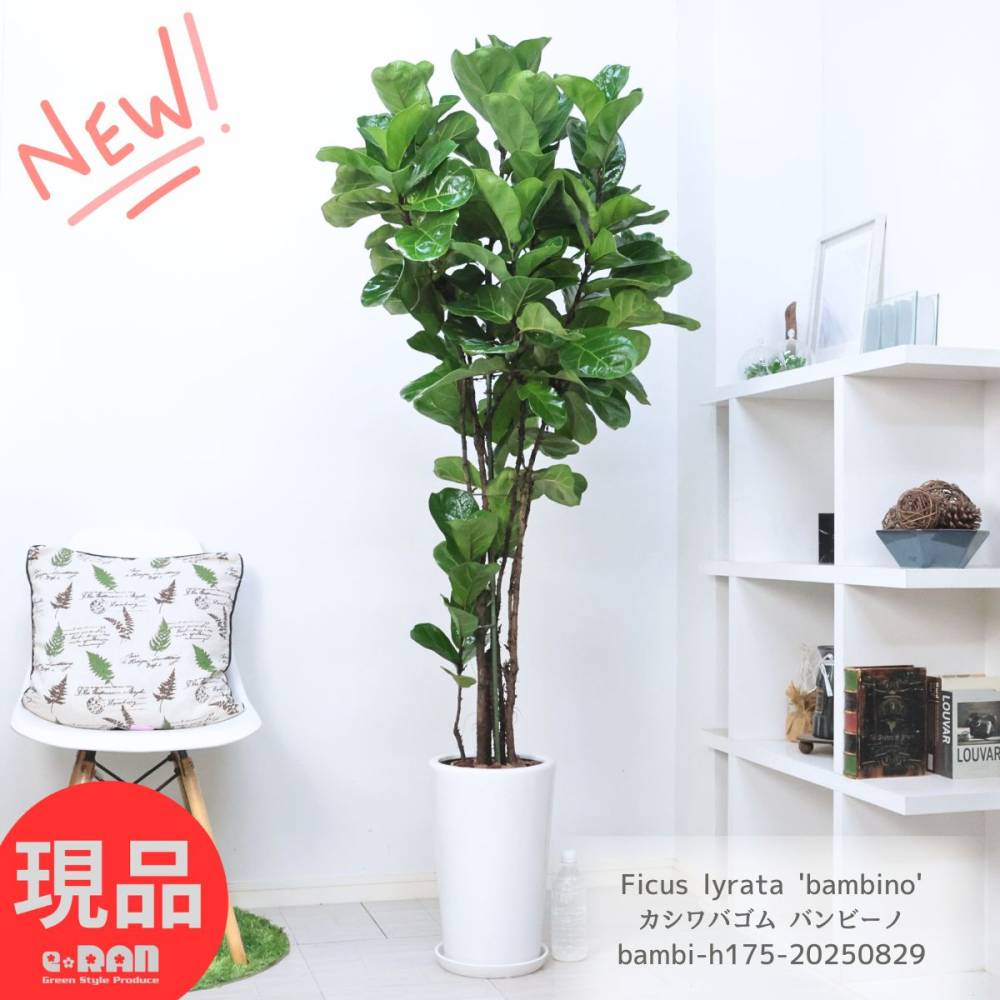 ���տ�ʪ �緿 ������Х��� �Х�ӡ��� �⤵��175cm ƫ��ȭ 9�極���� ��������  ���� �ե����� ��顼�� ������ХХ�ӡ��Ρڸ���ȯ����