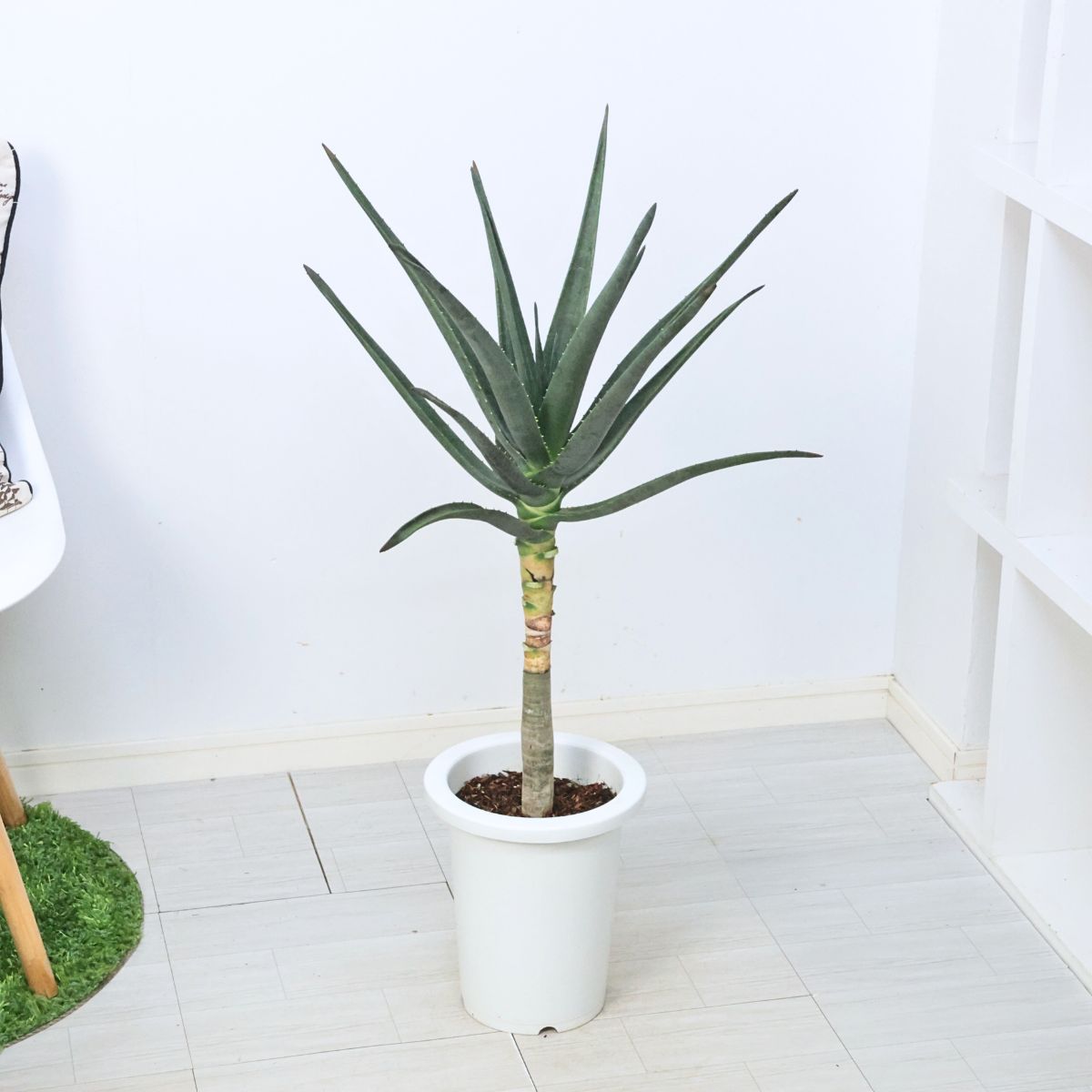 アロエ　ヘラクレス　6寸ポット アロエ ヘラクレス 6寸ポット アロエ ヘラクレス 6寸ポット アロエ