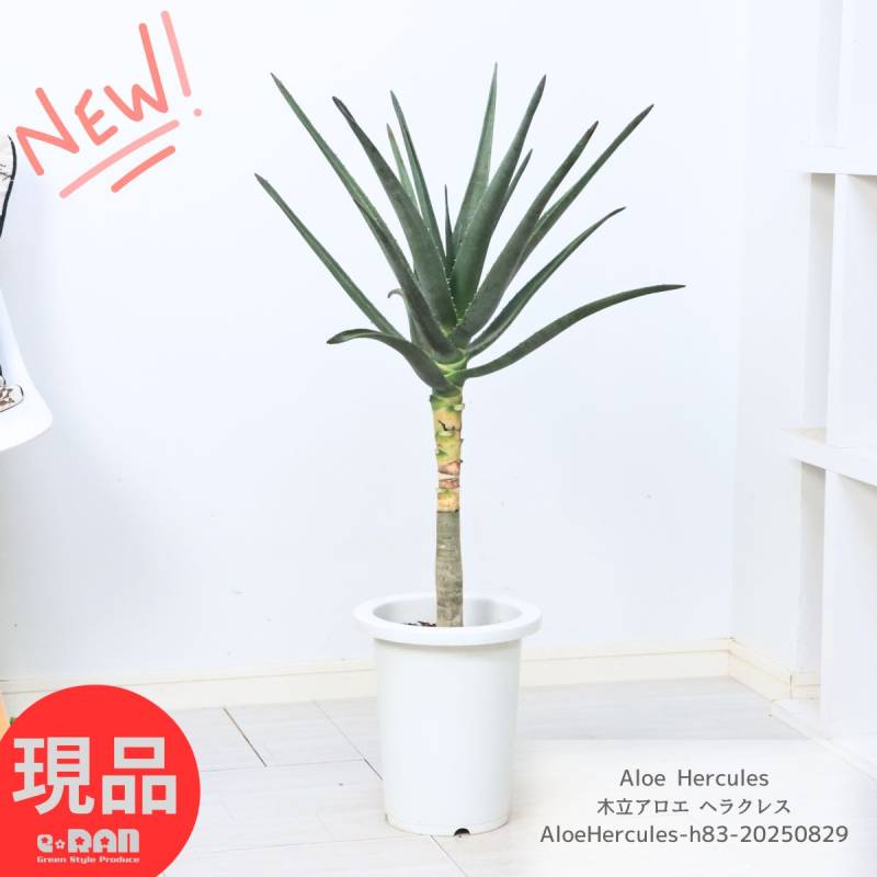 多肉植物 木立アロエ ヘラクレス 高さ約83cm 8号鉢 希少品種 幹上がり
