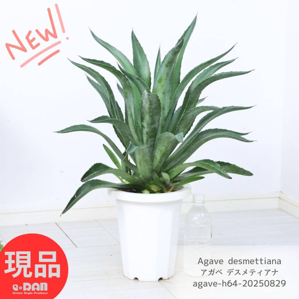 アガベ デスメティアーナ 　特大株　約40cm 楽天市場】多肉植物 アガベ・デスメティアーナ・シルバースター