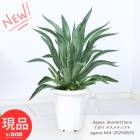 ¿ʪ ҳդ  ǥƥ 7ȭ ⤵64cm Agave desmettiana  ٥ͥ ꡼ ڸȯ
