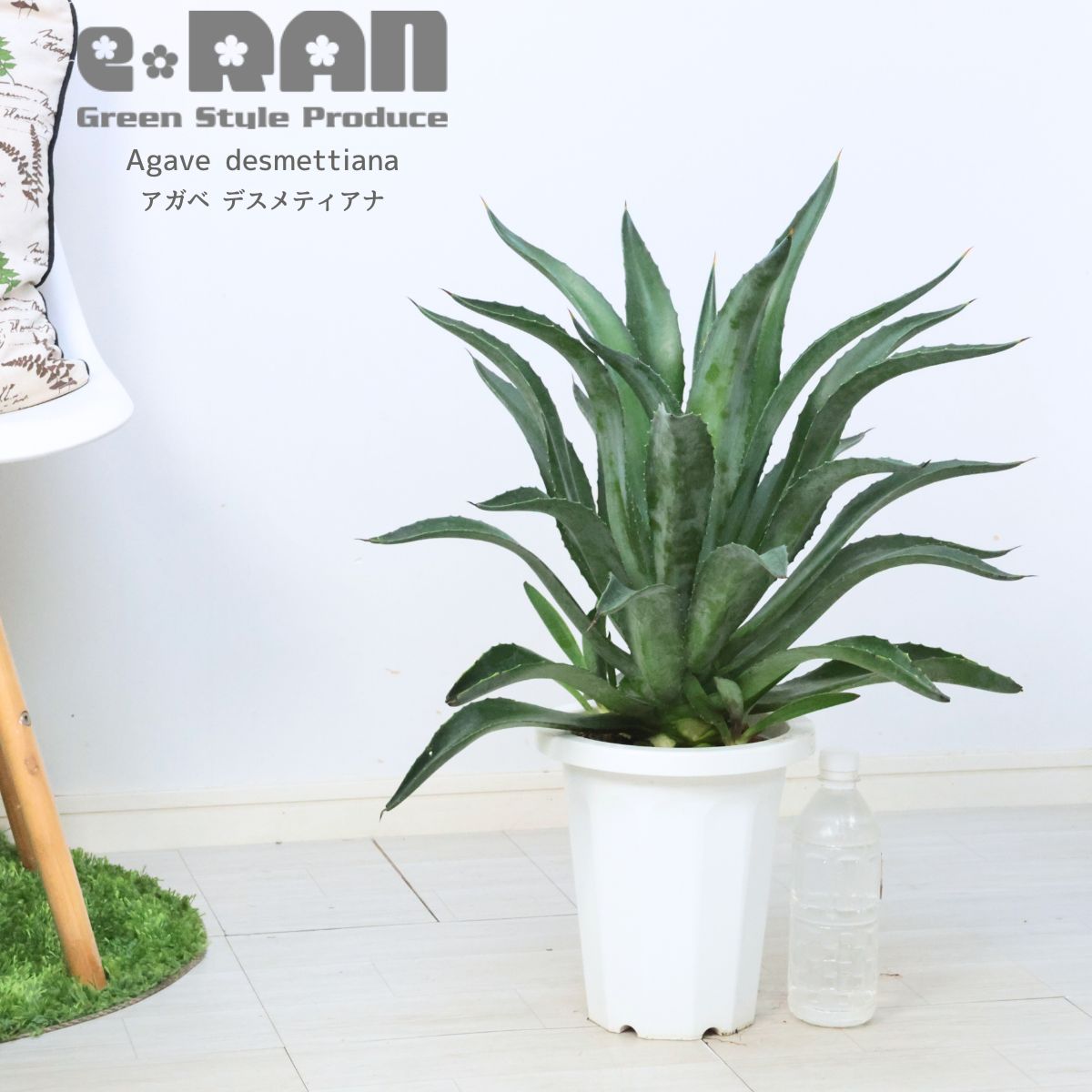 多肉植物 子株付き アガベ デスメティアナ 7号鉢 高さ約64cm Agave