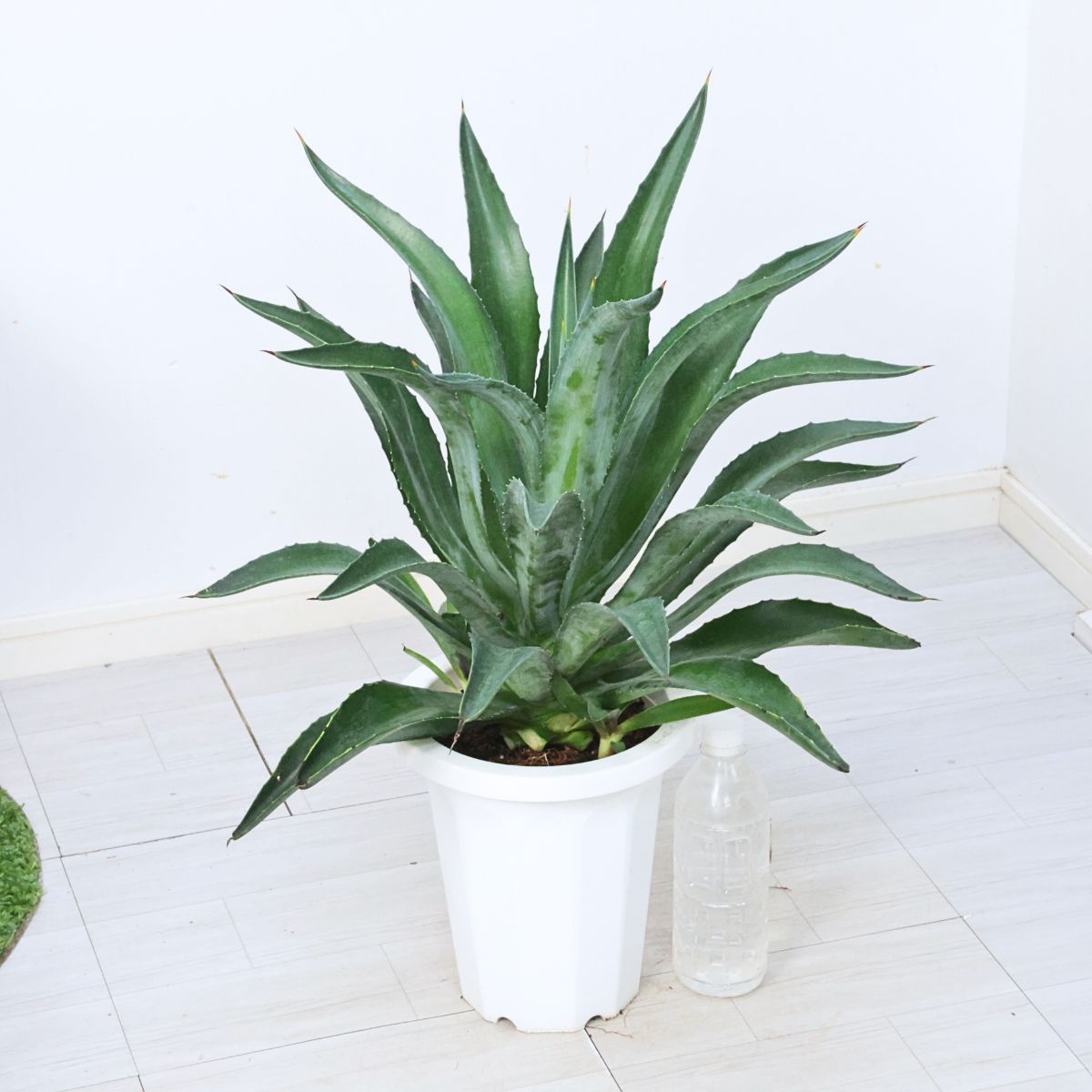 アガベ　デスメティアナ　特別斑　トリカラー 2025年最新】アガベ・デスメティアナの人気アイテム - メルカリ