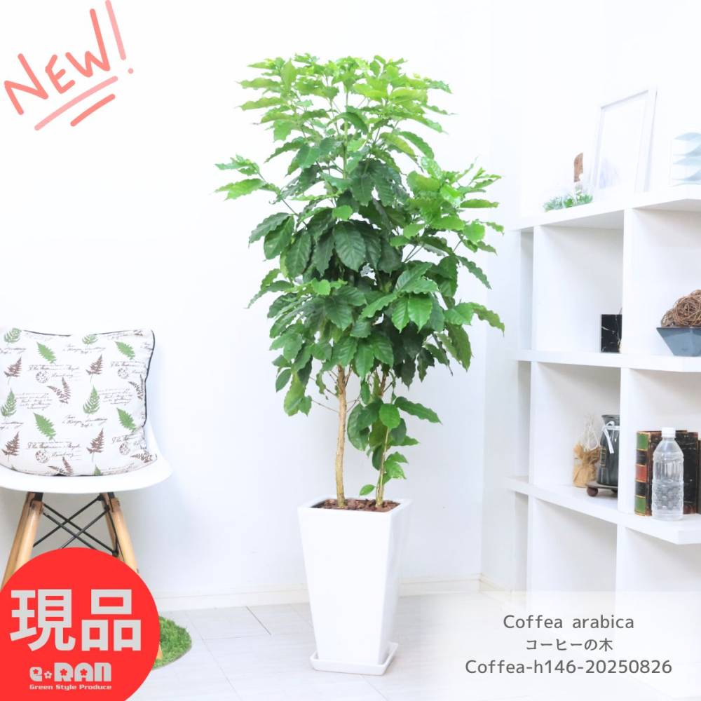 観葉植物 大型 実付き コーヒーの木 陶器鉢 白 高さ約146cm 9号サイズ