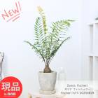 տʪ  ߥ եå꡼ ⤵77cm åȥݥå 6極 Ƽ  դ ڸȯ