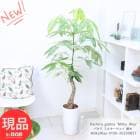  ѥ ߥ륭  ⤵150cm ƫȭ  տʪ     դ ڸȯ