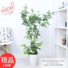 른㥹ߥ ⤵118cm ץ饳å7ȭ տʪ  륯㥹ߥեåġ˥㥹ߥ 꺤ڸȯ