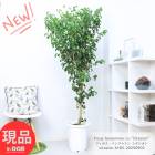 տʪ 緿 ե ٥󥸥ߥ  10ȭ ⤵185cm ٥󥸥ߥ  Ficus benjamina ڡڸȯ