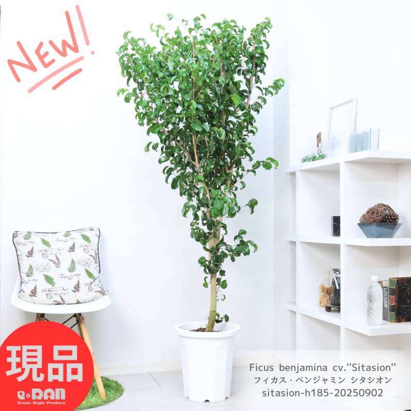 観葉植物 大型 フィカス ベンジャミン シタシオン 10号鉢 高さ約185cm