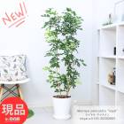 տʪ ֲդ  㥹ߥ ⤵133cm 饢8ȭ 꺤   륯㥹ߥڸȯ