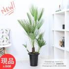 ˶ 䥷 ܥȥܣݭ 8ȭ ⤵130cm ץ  տʪ  䥷 ҥ᥷ڸȯ