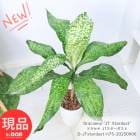 տʪ    ɥ饻 JT ⤵75cm 7ȭ 쥯ץ Dracaena 'JT Stardust' ڸȯ