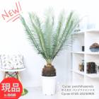 Ķ ƥ  ѥ󥸥ե󥷥 10ȭ ⤵145cm 񥽥ƥ Cycas panzhihuaensis꺤ʿʪ ڸȯ