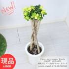 Ķ  ѥޥ ɥ ⤵79cm 7ȭ ѻΩ  տʪ ¿   ɥաڸȯ