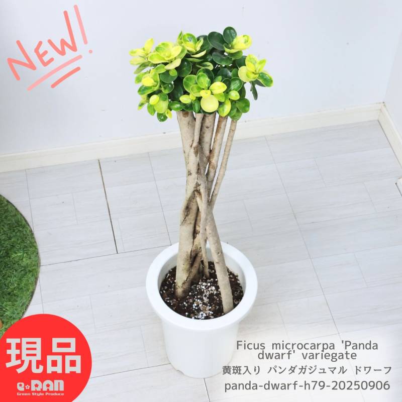 パンダガジュマル レア観葉植物 稀少 パンダガジュマル 斑入り 希少 8