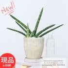 ¿ʪ  ҳդ 󥹥٥ꥢ ܥ󥻥󥷥 ⤵39cm 41cm 6極 åȥݥå  ڸȯ