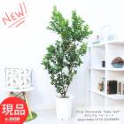 տʪ 緿 ޥ ٥ӡ꡼ ⤵170cm 10ȭ    ե٥ӡ꡼ ޤڸȯ