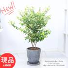   ʥޡȥ ⤵78cm åȥݥå 7極 տʪ ϡ  ե  ܥ˥ ڸȯ