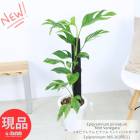 ���տ�ʪ ���ԥץ�ʥ� �ԥʥĥ� �ߥ�ȥХꥨ������ 7��ȭ �� �⤵��85cm���� Epipremnum 'Mint Variegata' �ڸ���ȯ����
