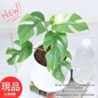 տʪ  ҥ󥹥ƥ ⤵34cm ƫȭ  դ 4極 ɱ󥹥ƥ ȥ ڸȯ