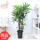 տʪ Υ(Ѳ) 8ȭ ⤵127cm Ф ﵯʪ ʡƤֱﵯʪ   ŵ ڸȯ