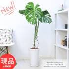 夬 󥹥ƥ ǥꥭ ⤵125cm ƫȭ տʪ 緿  Ɀå Źˤ žˤ 뺧ˤ ڸȯ