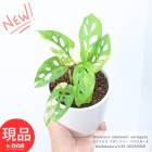 ݥ10ܡտʪ  󥹥ƥ 󥽥ˡ Хꥨ ⤵25cm ƫȭ 4極  ޥɥڸȯ