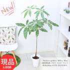    ѥ ߥ륭 ⤵135cm 7ȭ տʪ 緿 ê  դ ڸȯ