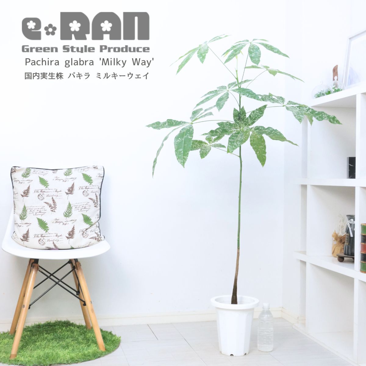 【現品】パキラ・ミルキーウェイ　7号　茶鉢　（1） 園芸ネット本店｜パキラ：ミルキーウェイ 7号 の通販【公式】