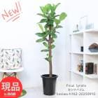 տʪ 緿  Х 10ȭ ⤵162cm Ѽ  դ ե 顼 Ficus lyrata ڸȯ 