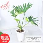 տʪ Ķ   ۡ ⤵77cm 7ȭ  դ ޥץ쥼 եǥɥ  ڸȯ