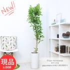 տʪ 緿 ޥ ⤵162cm 饦ƫȭ  9極 ޤ ޥ ե ڸȯ