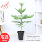 տʪ  ʥ襦ʥꥢإƥե 7ȭ ⤵98cm ѥĥ꡼ ХΥʥ襦 ڸȯ