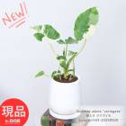 ���տ�ʪ ������ ���梁���� �⤵��43cm ���å��ۥ磻��ƫ��ȭ 5�極���� �ҳ��դ� �Хꥨ������ ���� �ڸ���ȯ����