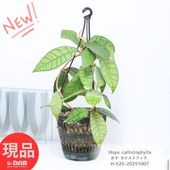 տʪ ۥ ꥹȥե 5ߤȭ Hoya callistophylla    Ĥ뿢ʪ ϥ󥮥 ߤ뤹ƥꥢڸȯ