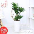 ��Ƥ䤹�����տ�ʪ �Ϥ����������դ��� �ɥ饻�� ����ѥ��� ƫ��ȭ �� �⤵��86cm ���������� �����դ��ɥ饻�� �ڸ���ȯ����