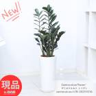 ���տ�ʪ ���ߥ����륫�� �쥤���� �⤵78cm ƫ��ȭ 7�極���� ���Ѽ����� �����������դ� �������ޥץ쥼��� �ڸ���ȯ����