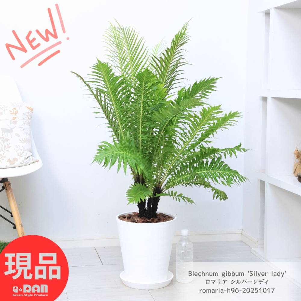 ���տ�ʪ  �������� ���ޥꥢ ����С���ǥ� �⤵��96cm���� 8��ȭ �� �֥쥯�ʥࡦ���åХ� ������ʪ ���ޥꥢ �ڸ���ȯ����